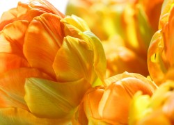 Bloemen-Planten-Fotografie