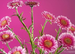 Bloemen-Planten-Fotografie