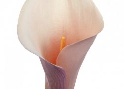 Calla bloem gefotografeerd door Joop Gijsbers Bloemen en Planten Fotograaf