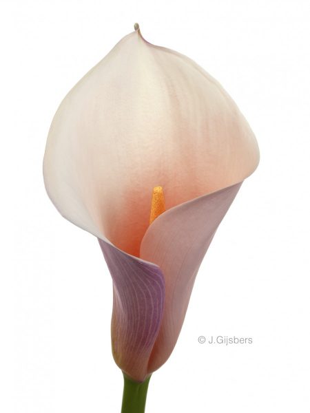 Calla bloem gefotografeerd door Joop Gijsbers Bloemen en Planten Fotograaf