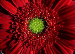 Bloemen-Planten-Fotografie