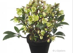 Hellebolus gefotografeerd door Joop Gijsbers Bloemen en Planten Fotograaf