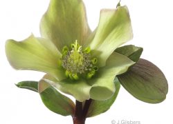 Helleborus cl-up gefotografeerd door Joop Gijsbers Bloemen en Planten Fotograaf
