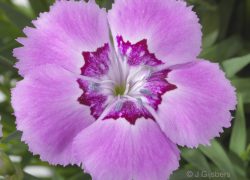 Anjer coll Beauties close-up gefotografeerd door Joop Gijsbers Bloemen en Planten Fotograaf