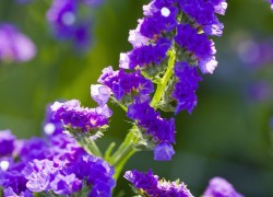 Bloemen-Planten-Fotografie