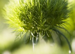 Bloemen-Planten-Fotografie