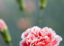 Bloemen-Planten-Fotografie