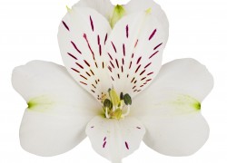 Bloemen-Planten-Fotografie
