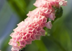 Bloemen-Planten-Fotografie