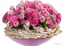 Bloemen-Planten-Fotografie