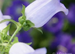 Bloemen-Planten-Fotografie