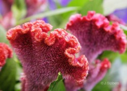 Bloemen-Planten-Fotografie