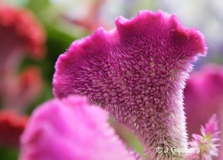 Bloemen-Planten-Fotografie
