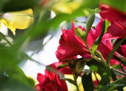 Bloemen-Planten-Fotografie