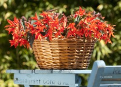 PBloemen-Planten-Fotografie
