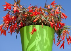 Bloemen-Planten-Fotografie