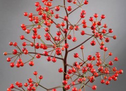 Bloemen-Planten-Fotografie