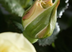 Bloemen-Planten-Fotografie