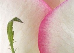 Bloemen-Planten-Fotografie