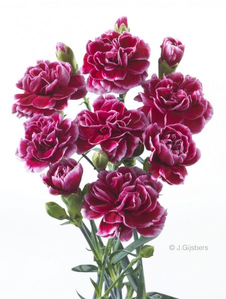 Spray Carnation of Trosanjer gefotografeerd door Joop Gijsbers Bloemen en Planten Fotograaf