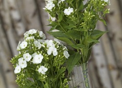 Phlox Arrangement gefotografeerd door Joop Gijsbers Bloemen en Planten Fotograaf