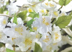 Zijdebloemen gefotografeerd door Joop Gijsbers Bloemen en Planten Fotograaf