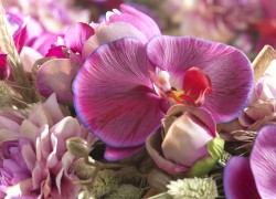 Phalaenopsis Zijdebloem gefotografeerd door Joop Gijsbers Bloemen en Planten Fotograaf